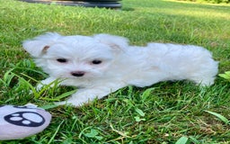 Maltese dogs for sale: Leo - Image 1