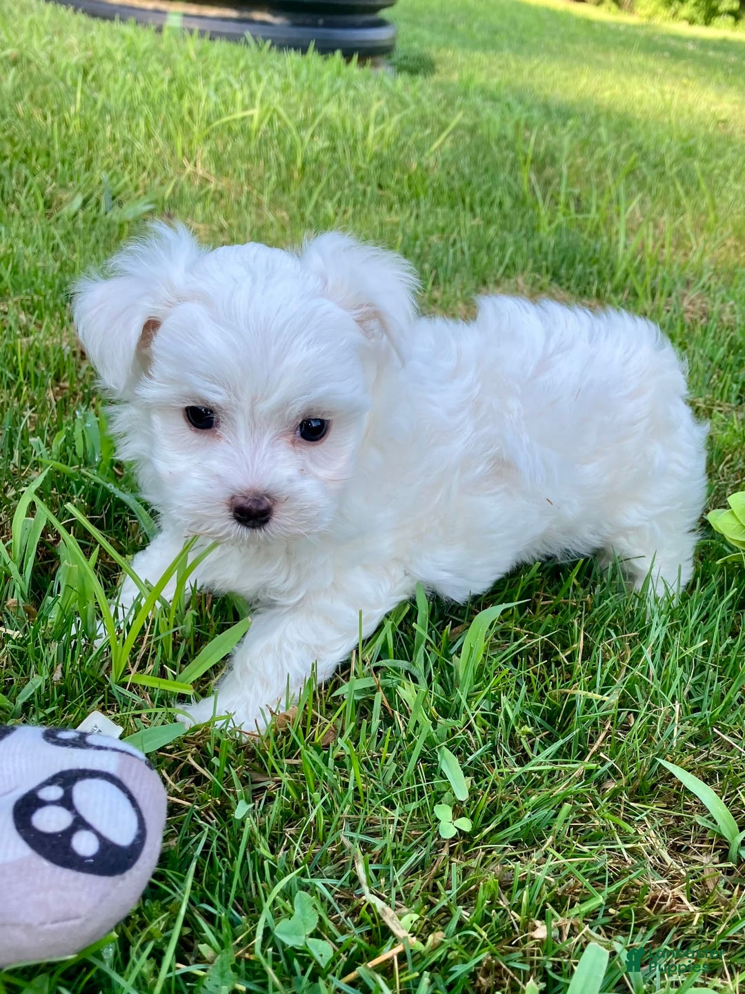 Maltese dogs for sale: Leo - Image 1