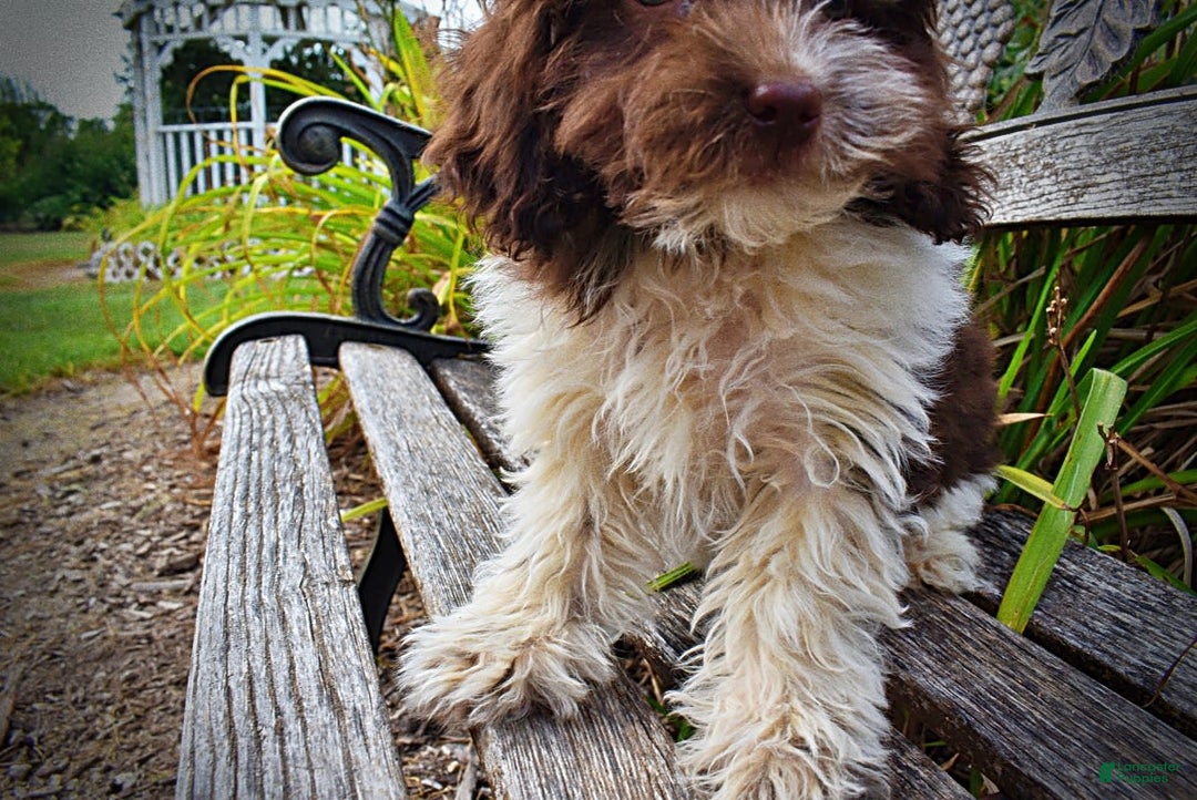 Havapoo dogs for sale: Hero - Image 10