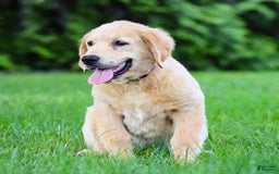 Golden Retriever dogs for sale: Cindy - Image 2