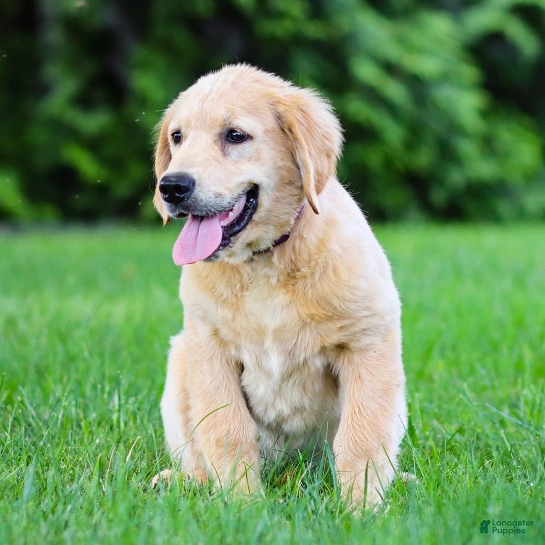 Golden Retriever dogs for sale: Cindy - Image 2
