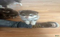 Pomsky dogs for sale: Dove - Image 3