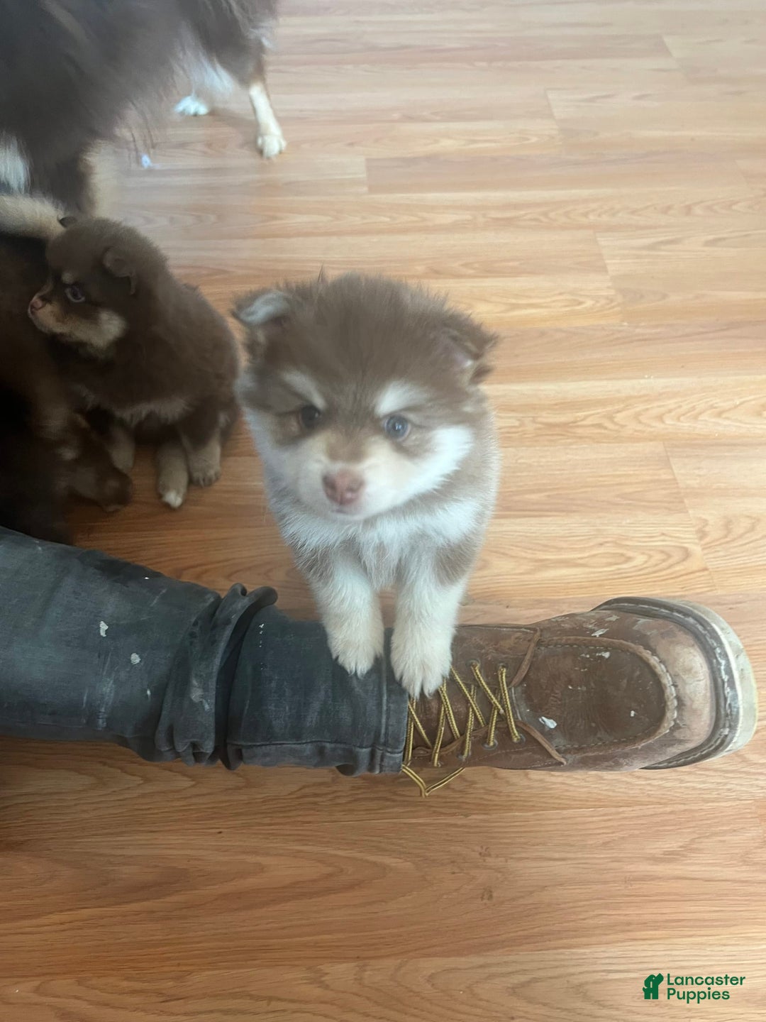 Pomsky dogs for sale: Dove - Image 3