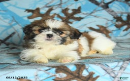 Shih Tzu dogs for sale: Sahara - Image 4