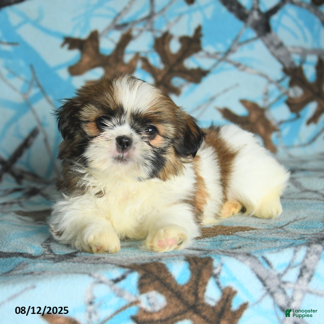 Shih Tzu dogs for sale: Sahara - Image 4