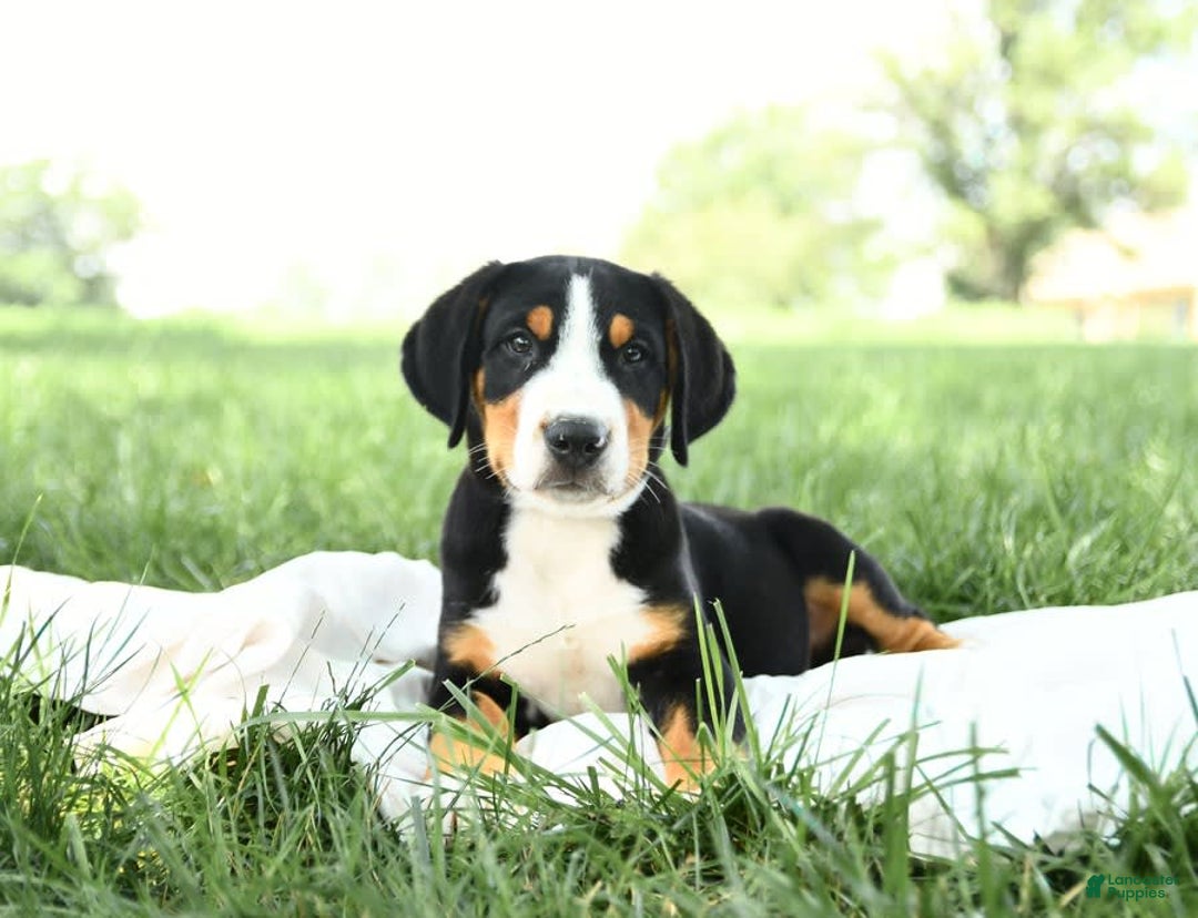 Greater Swiss Mountain Dog dogs for sale: Forest - Image 5