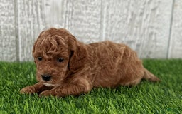 Miniature Poodle dogs for sale: Sylvie - Image 1