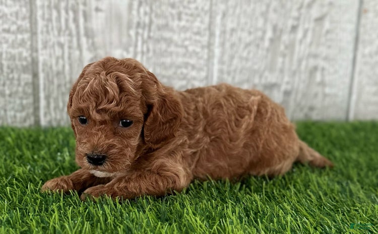 Miniature Poodle dogs for sale - Ad 4