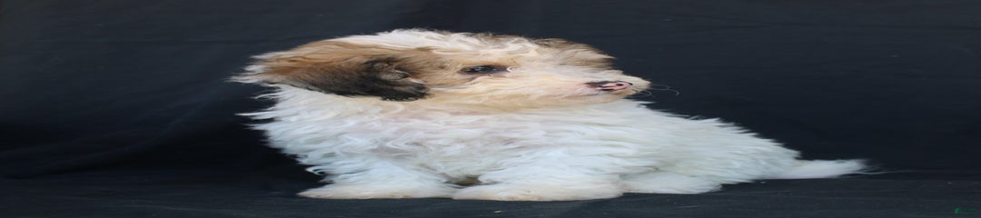 Petie