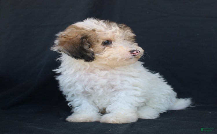 Bichpoo dogs for sale - Ad 2