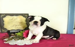 Boston Terrier dogs for sale: Happy - Image 9
