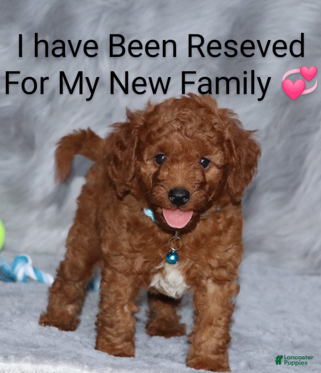Mini Goldendoodle dogs for sale: Clint - Image 13