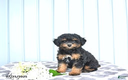 Toy Poodle dogs for sale: Khloe - Image 5