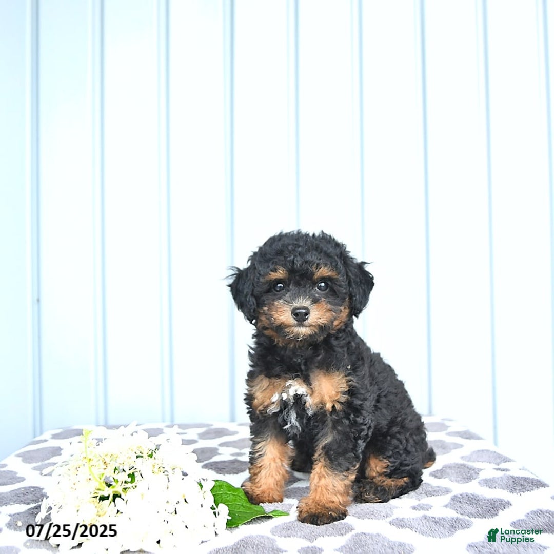 Toy Poodle dogs for sale: Khloe - Image 5