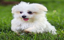Maltese dogs for sale: River - Image 11