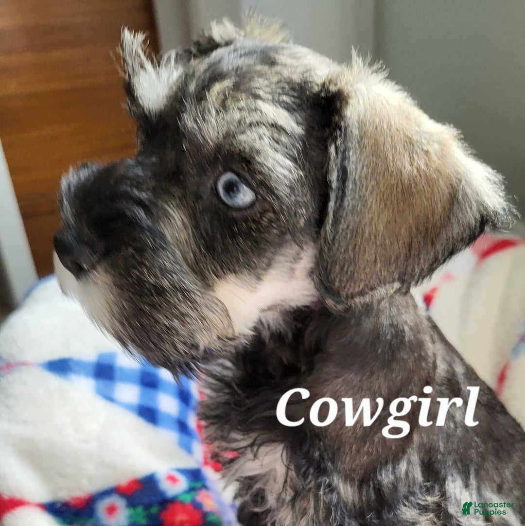 Miniature Schnauzer dogs for sale: Cowgirl - Image 1