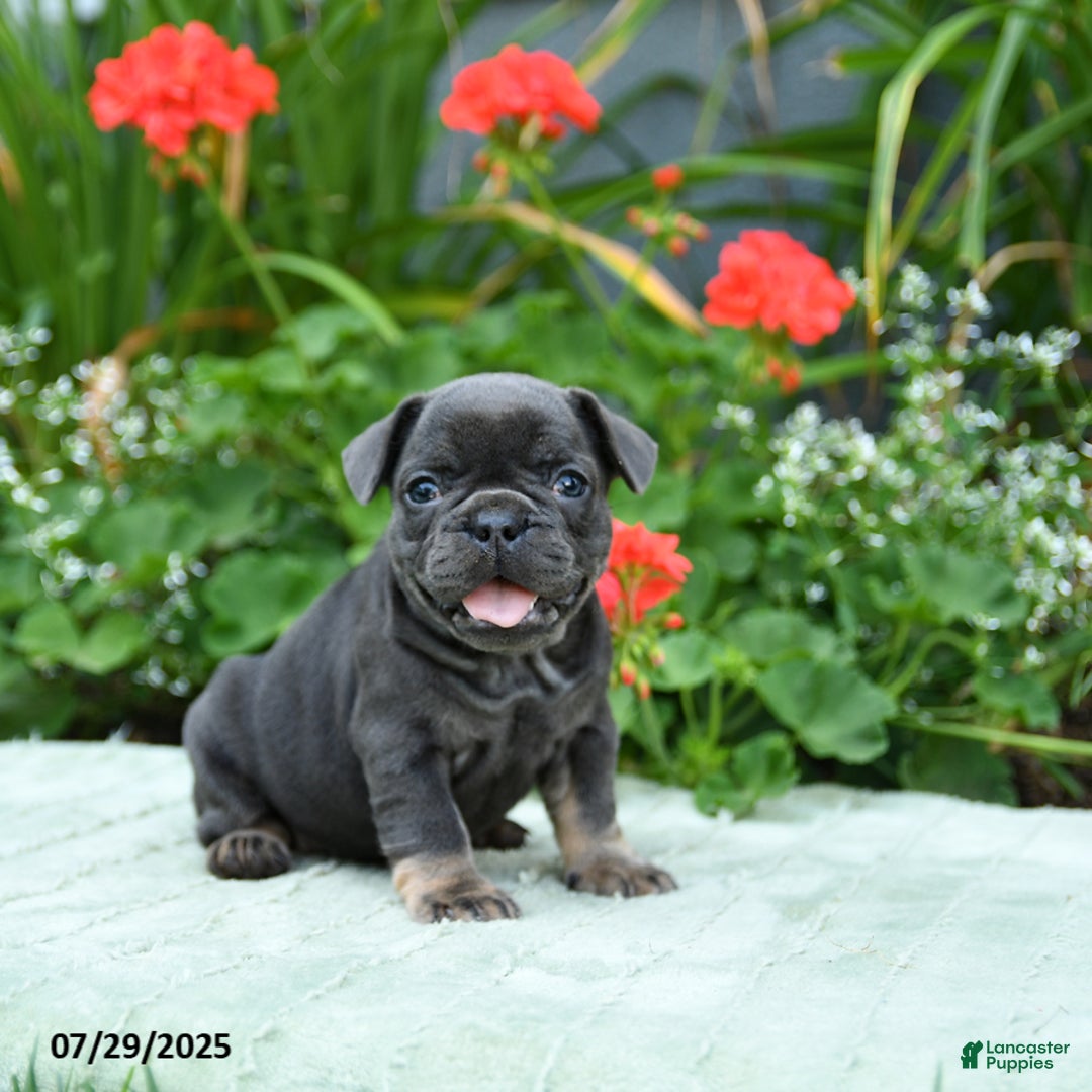 French Bulldog dogs for sale: Brittany - Image 4