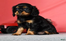 Cavalier King Charles Spaniel dogs for sale: Cooper - Image 4