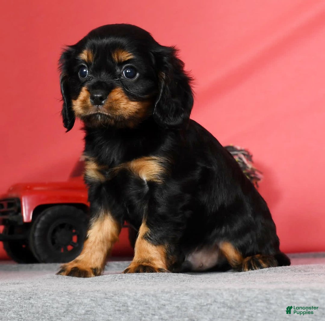 Cavalier King Charles Spaniel dogs for sale: Cooper - Image 4