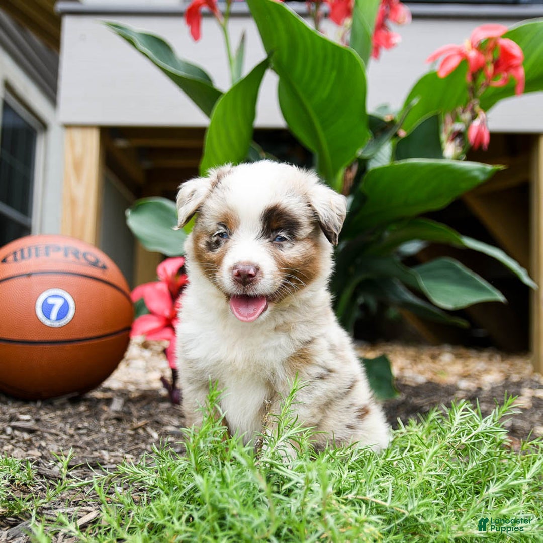 Miniature Australian Shepherd dogs for sale: Dakota - Image 4
