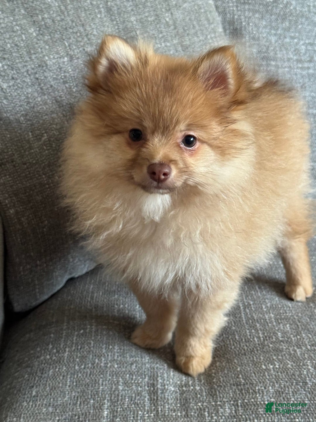 Pomeranian dogs for sale: Jake - Image 6