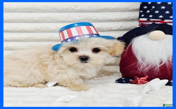 Morkie dogs for sale - Ad 4