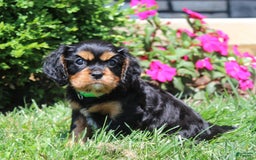 Cavalier King Charles Spaniel dogs for sale: Hope - Image 22