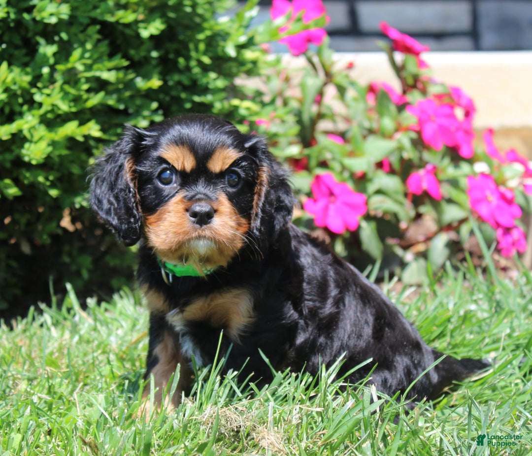 Cavalier King Charles Spaniel dogs for sale: Hope - Image 22