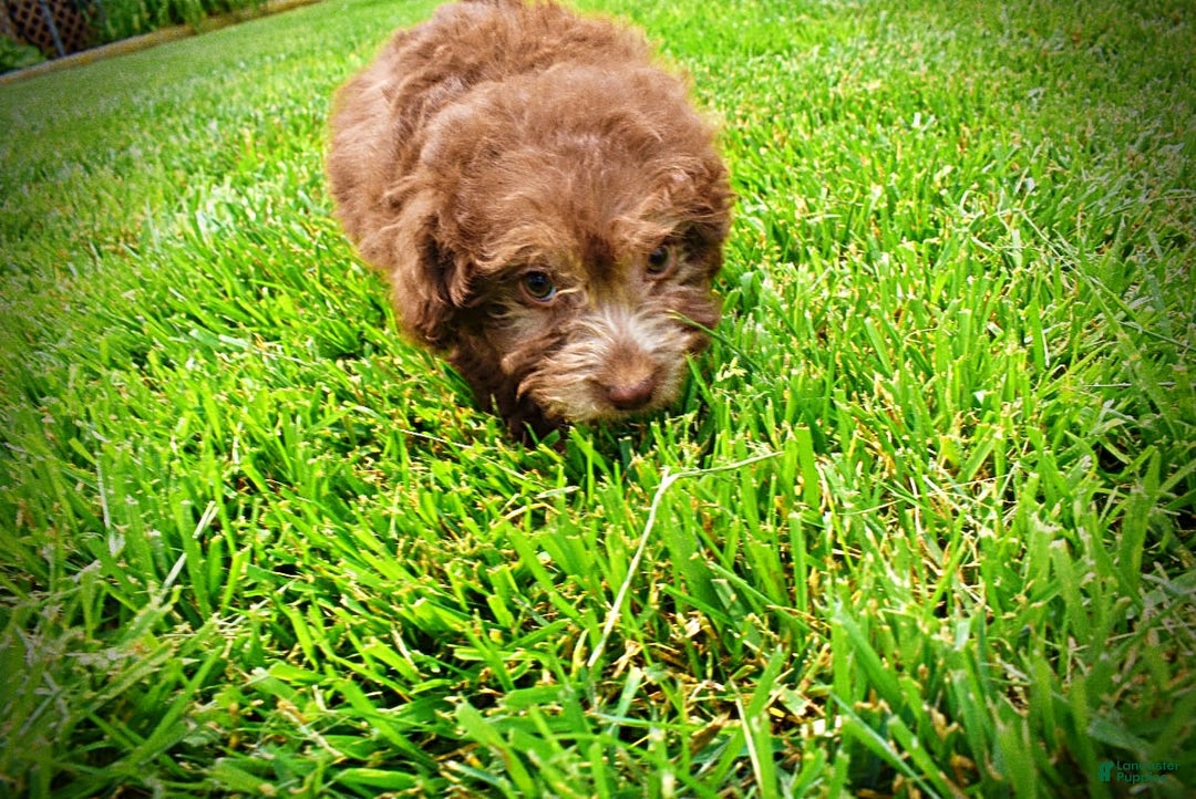 Havapoo dogs for sale: Rosie - Image 7