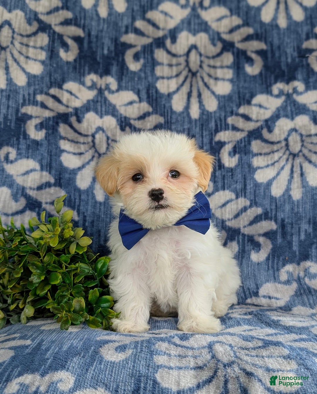 Maltese dogs for sale: Graham - Image 8