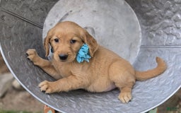Golden Retriever dogs for sale: Sandy - Image 3