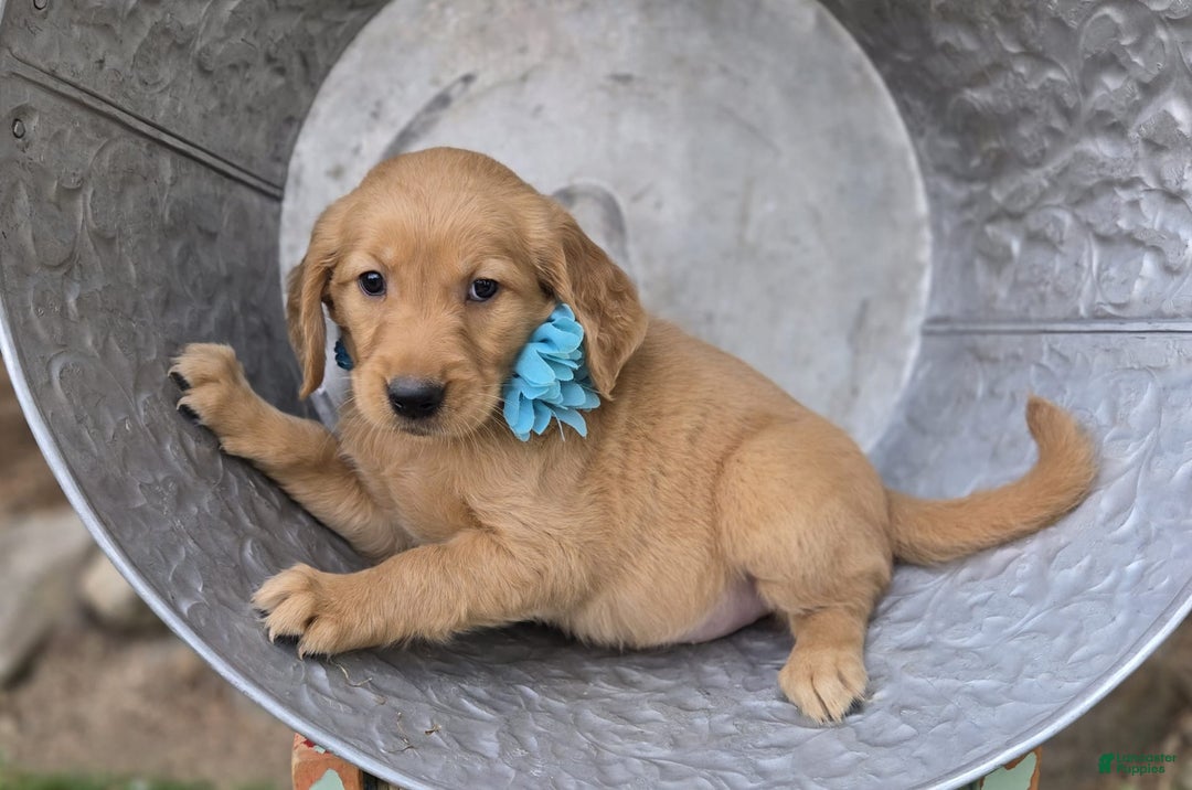 Golden Retriever dogs for sale: Sandy - Image 3