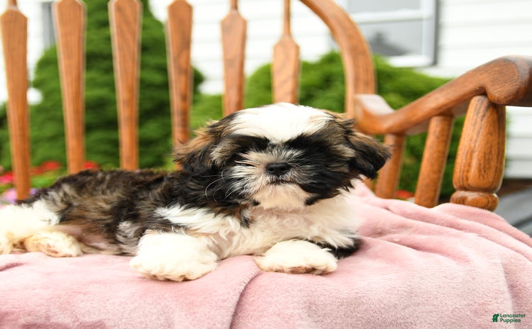 Shih Tzu dogs for sale - Ad 3