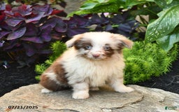 Miniature Australian Shepherd dogs for sale: Chief - Image 9