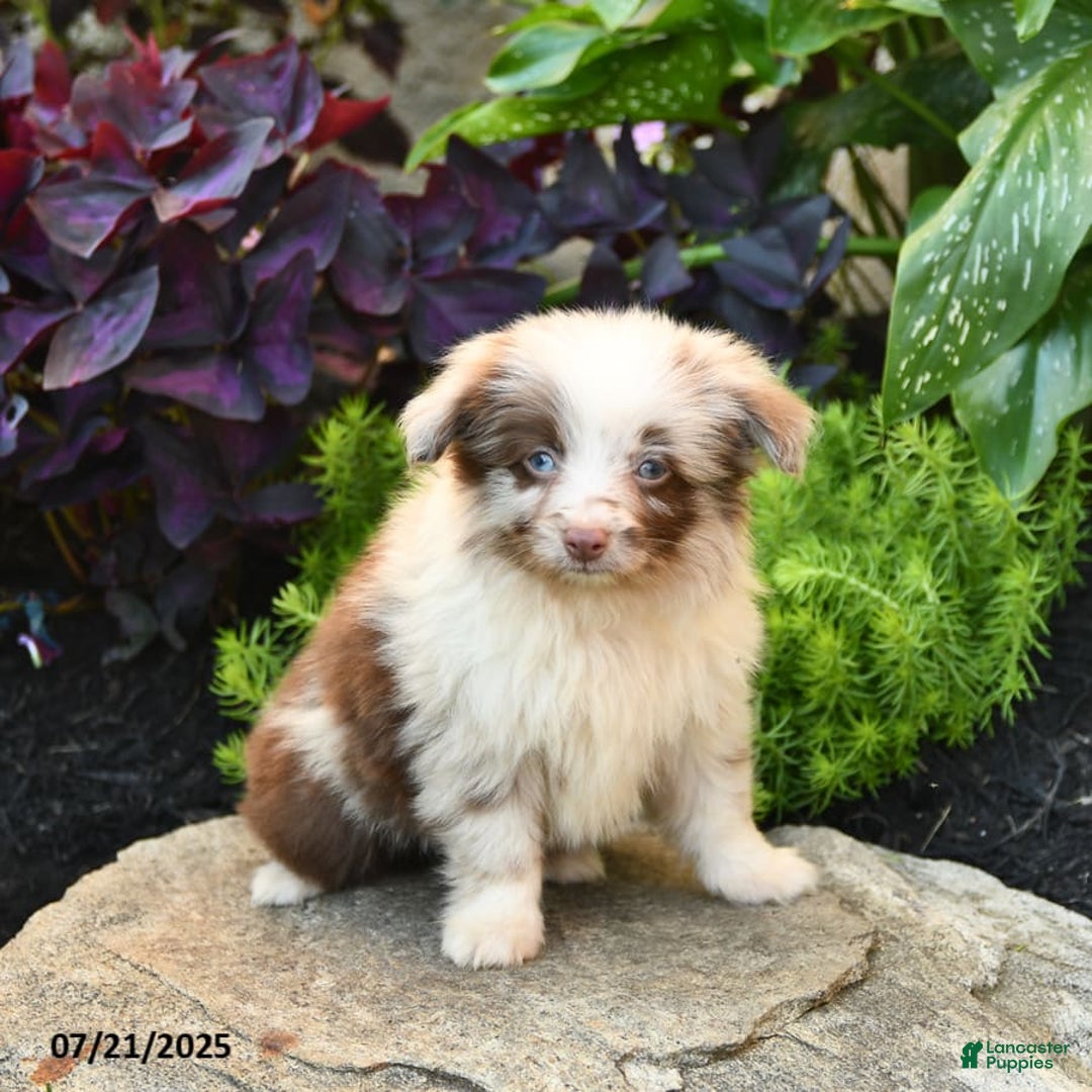 Miniature Australian Shepherd dogs for sale: Chief - Image 9