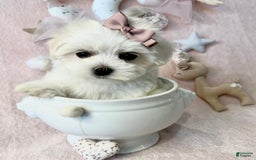 Maltese dogs for sale: Maltese - Image 1