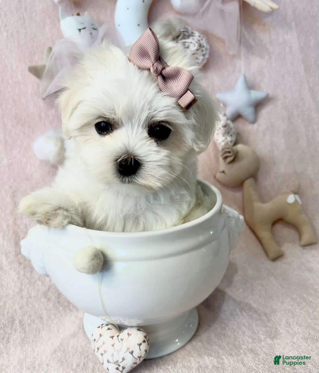 Maltese dogs for sale: Maltese - Image 1