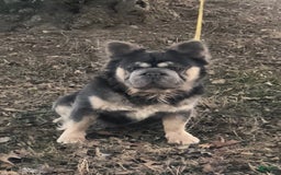 French Bulldog dogs for sale: Bruno - Image 4