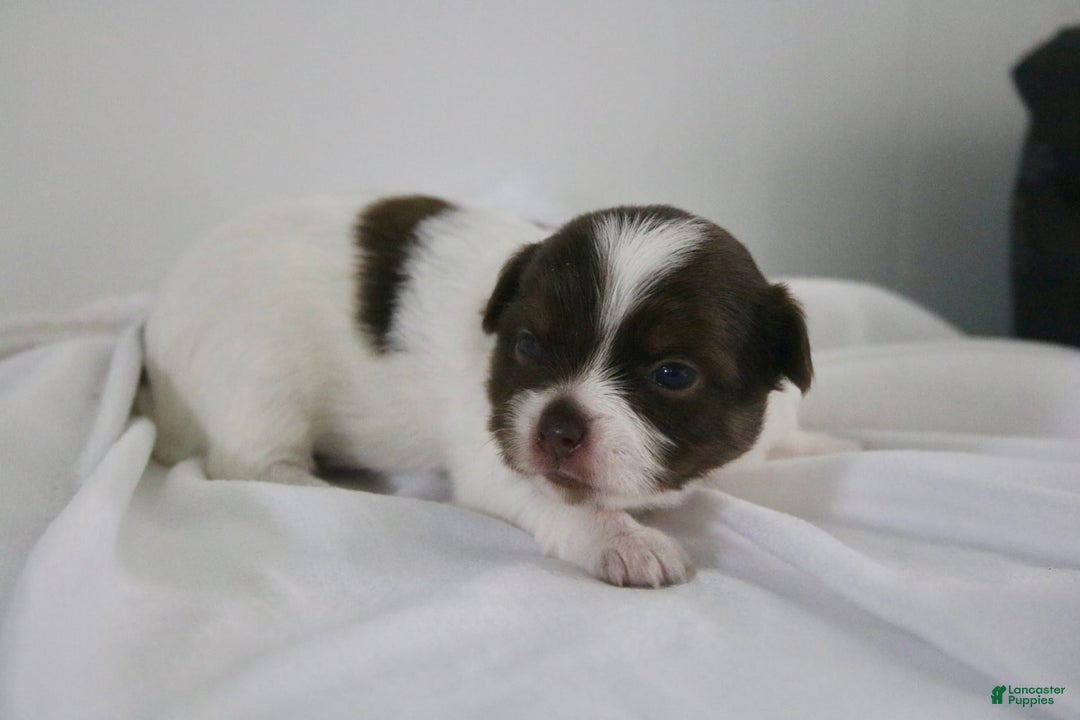 Chihuahua dogs for sale: Tat - Image 4