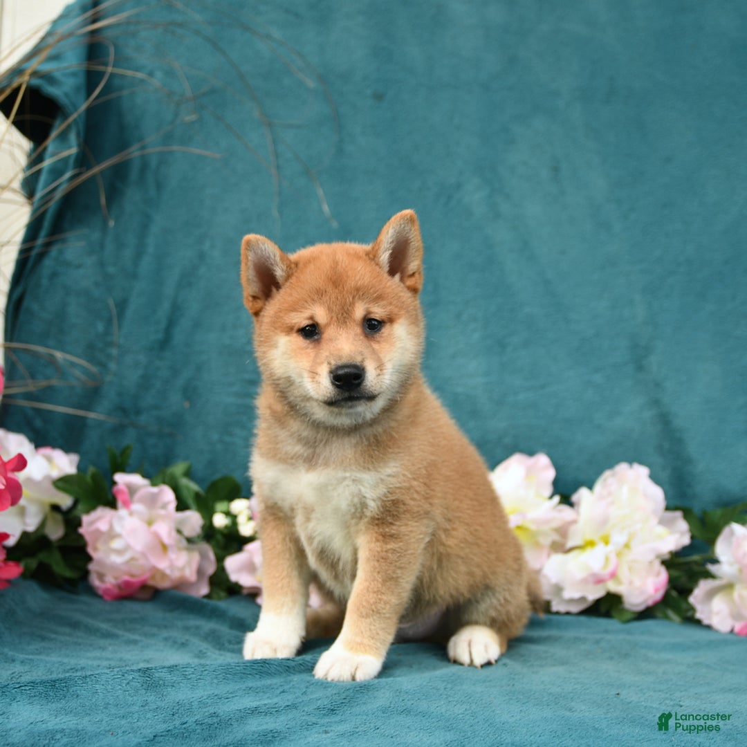 Shiba Inu dogs for sale: Easton - Image 2