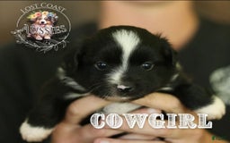 Miniature Australian Shepherd dogs for sale: Cowgirl - Image 1
