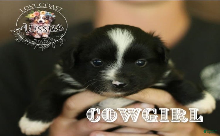 Miniature Australian Shepherd dogs for sale - Ad 2