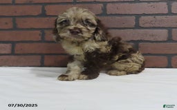Cockapoo dogs for sale: Randy - Image 3