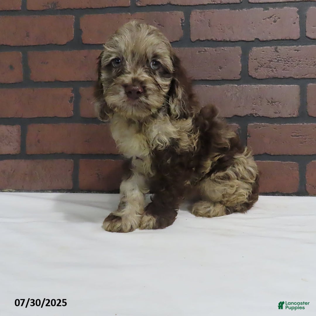 Cockapoo dogs for sale: Randy - Image 3