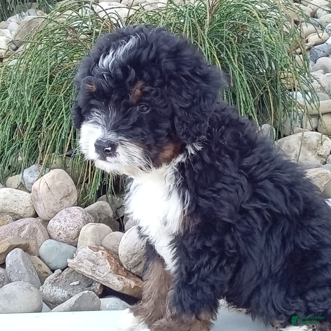 Mini Bernedoodle dogs for sale: Rambo - Image 10