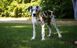 Great Dane dogs for sale: Electra - Image 31