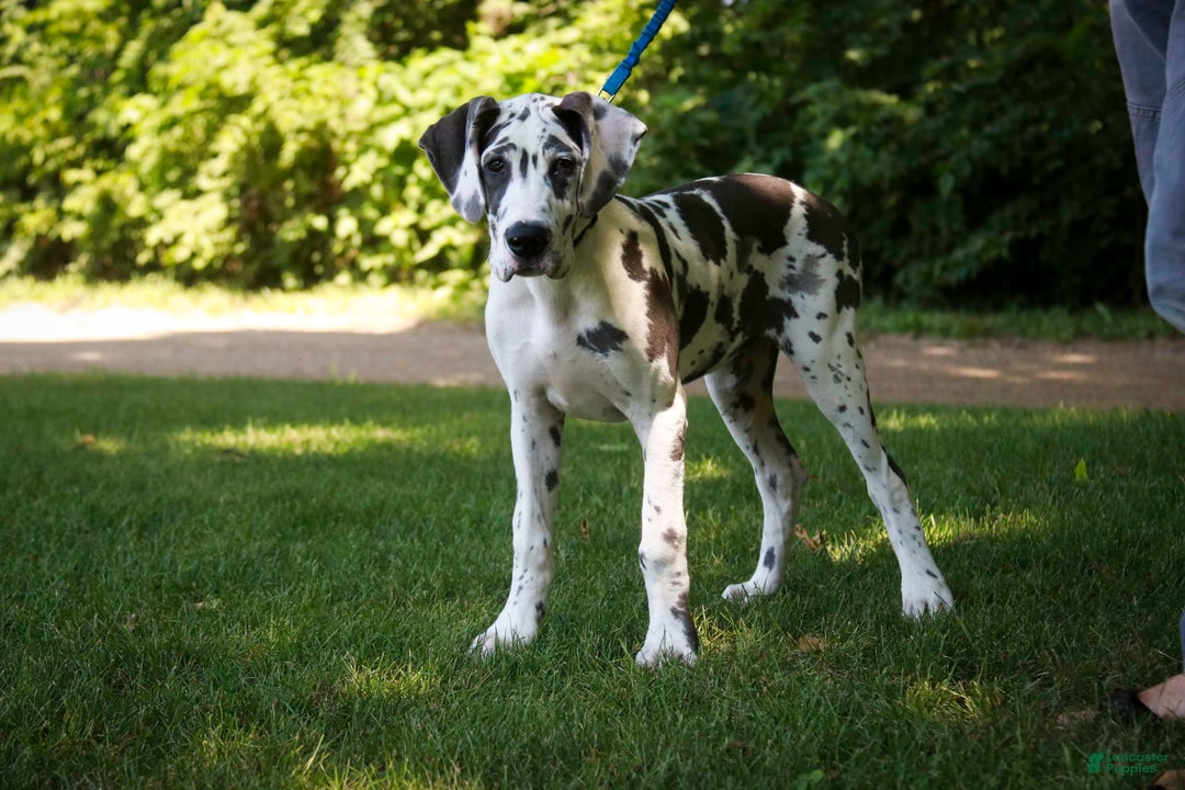 Great Dane dogs for sale: Electra - Image 31