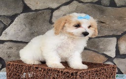 Bichpoo dogs for sale: Easton - Image 3