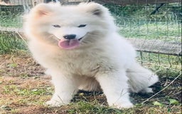 Samoyed dogs for sale: Siofra - Image 13