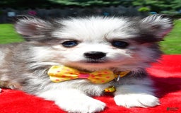Pomsky dogs for sale: Champ - Image 4